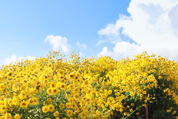 Obraz premium Yellow flower garden with blue sky ,flower concept.