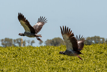 una pareja de Chajas en vuelo