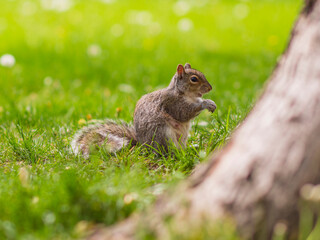 Montreal, Canada - July 24 2016: A squirrel with nuts in hand standing under the tree about to eat