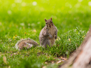 Montreal, Canada - July 24 2016: A squirrel with nuts in hand standing under the tree about to eat