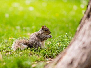 Montreal, Canada - July 24 2016: A squirrel with nuts in hand standing under the tree about to eat
