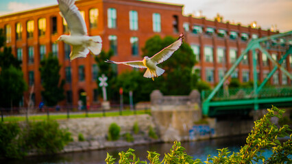 Montreal,Canada - May 22 2016: Doves flying over the Lachine Channel in Mintreal