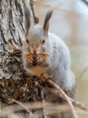 The squirrel with nut sits on tree in the autumn. Eurasian red squirrel, Sciurus vulgaris.