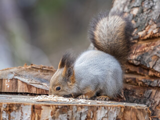 A squirrel sits on a stump and eats nuts in autumn.