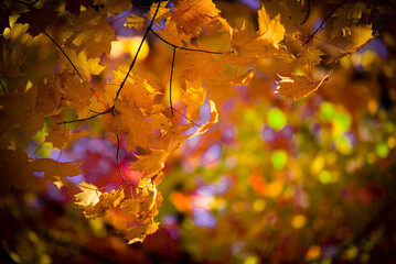 Maple trees and red leaves in fall season in Montreal