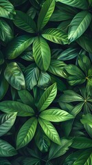 tropical leaves background top view, closeup nature view of green leaves background.