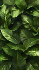 tropical leaves background top view, closeup nature view of green leaves background.