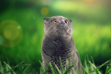 Cute young cat posing in green grass