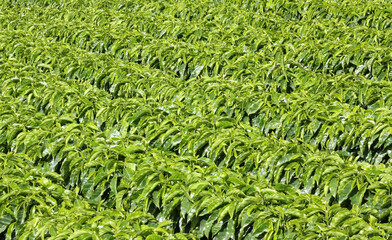 Plantación de Almácigos de Café pequeños