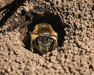 A rare sighting of a Colletes Cellophane Polyester Bee digging out of its underground nest and...