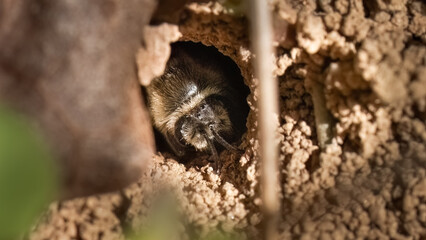 A Colletes Cellophane Polyester Bee peeking out of its underground burrow to make sure it's safe to emerge. Long Island, New York USA