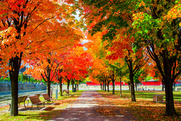Red leaves in fall season on Mount Royal in Montreal