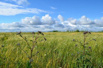 Green meadow and blue sky