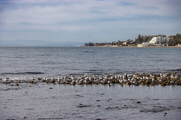 Fototapeta na wymiar Lots of seagulls on the sea stones sunbathing, San Pedro de Alcántara, Marbella, Spain