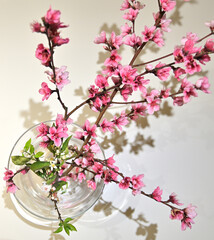 Primeros brotes de primavera