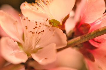 Primeros brotes de primavera