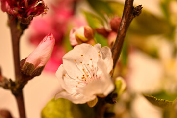 Primeros brotes de primavera