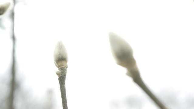magnolia buds in spring
