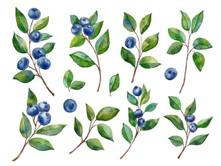 Watercolor set with blueberries on branch
