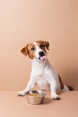 Hungry funny Jack Russell Terrier dog with dry pet food bowl licking with tongue on pastel...