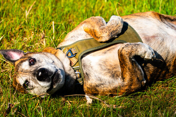 Dutch Shepard Playing with a smug look