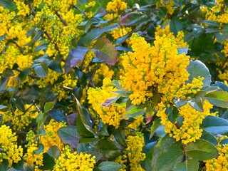 Naklejka premium Yellow flowers Oregon grape Mahonia aquifolium