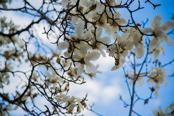 Nagoya, Japan - March 26 2016: Spring Sakura blossom in a park
