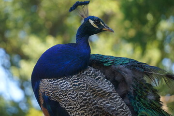 Close Up eines anmutigen Pfau mit schönen bunten Federn im Profil