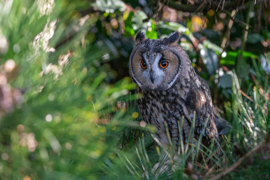 Long ear owl in a fir tree on a branch in high resolution photos