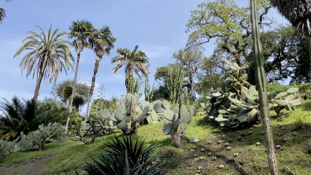 Panoramic view of Mexican Garden, Monserrate Palace in Sintra, Portugal.
