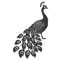 Silhouette Peafowl Birds Animal raise feather tail black color only - obrazy, fototapety, plakaty
