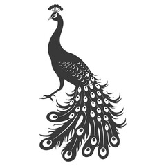 Fototapeta premium Silhouette Peafowl Birds Animal raise feather tail black color only
