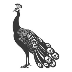 Fototapeta premium Silhouette Peafowl Birds Animal black color only