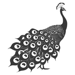 Obraz premium Silhouette Peafowl Birds Animal raise feather tail black color only
