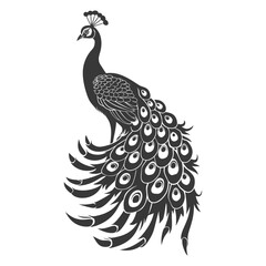 Fototapeta premium Silhouette Peafowl Birds Animal raise feather tail black color only