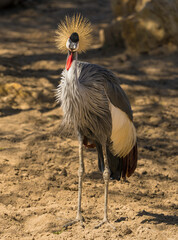 Fototapeta premium This image shows an alert East African Crowned Crane (Balearica regulorum) bird looking alertly towards the camera. 