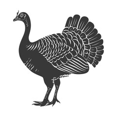 Fototapeta premium Silhouette Turkey Animal black color only full body