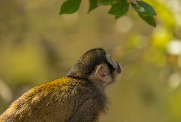 This image shows rear, side view of a squirrel monkey preparing to hop to another tree. 