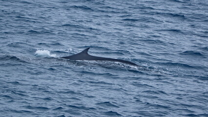 Naklejka premium Fin whale (Balaenoptera physalus) near Elephant Island, Antarctica