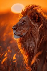 Fototapeta premium Majestic lion against sunset background