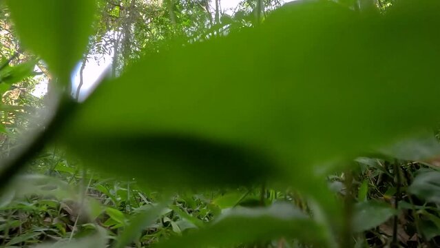 Point of view of an animal crawling through the plants in the forest floor