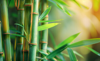 Fototapeta na wymiar Bamboo Elegance: Nature's Textured Splendor