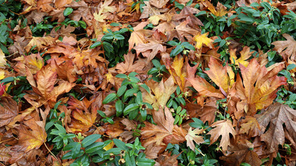 Autumn leafy motives created by nature