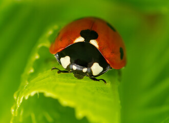 Coccinelle à 7 points sur une feuille d'hortensia