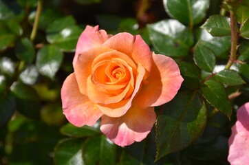 orange rose in garden