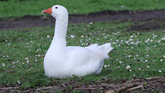 Domestic embden goose resting