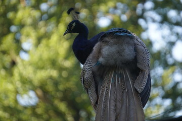 Rückansicht eines prächtigen Pfau mit schönen bunten Federn, Kopf ins Profil gedreht