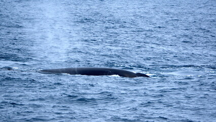 Fin whale (Balaenoptera physalus) blowing near Elephant Island, Antarctica