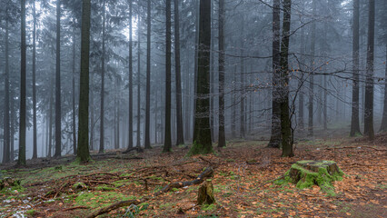 Odenwald forest