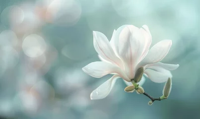 Fotobehang Close-up of a delicate magnolia blossom against a soft blurred background, floral background © TheoTheWizard